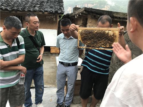 簸箕梁子乡驻村工作队一行9人赴我乡考察生态蜜蜂养殖产业发展状况